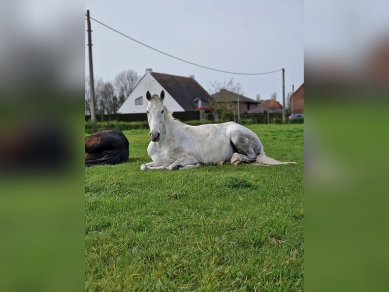Cavallo sportivo irlandese Giumenta 12 Anni 167 cm Grigio in Harelbeke