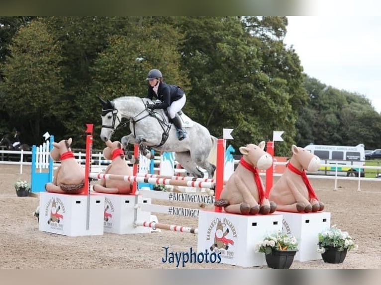 Cavallo sportivo irlandese Giumenta 12 Anni 167 cm Grigio in Harelbeke
