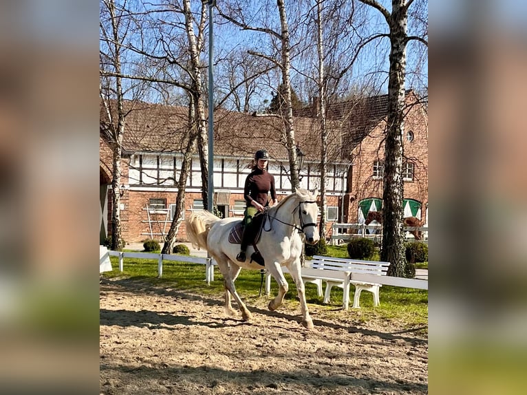 Cavallo sportivo irlandese Giumenta 12 Anni 169 cm Grigio in Vettweiß
