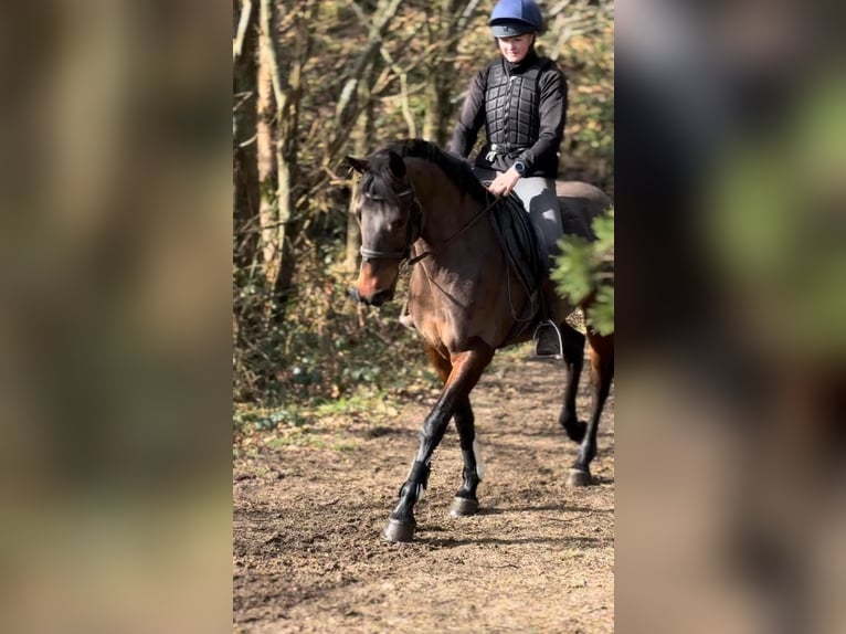 Cavallo sportivo irlandese Giumenta 13 Anni 152 cm Baio ciliegia in Stockport