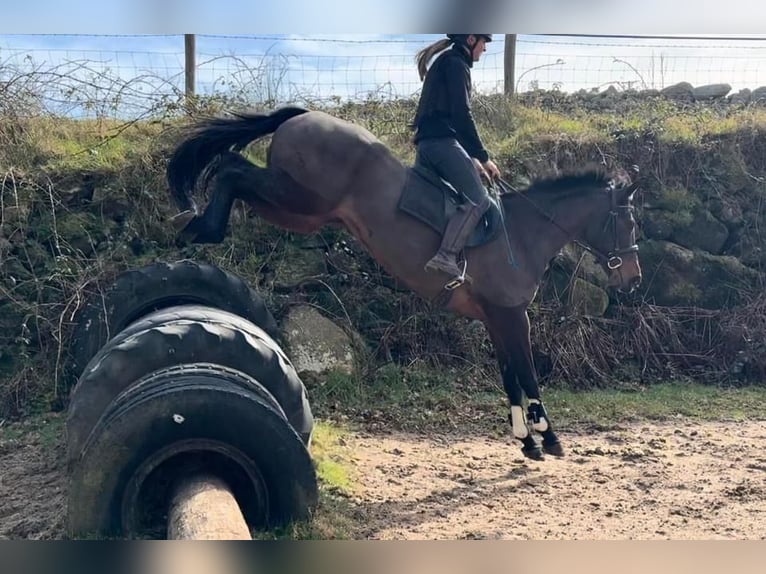 Cavallo sportivo irlandese Giumenta 13 Anni 152 cm Baio ciliegia in Stockport