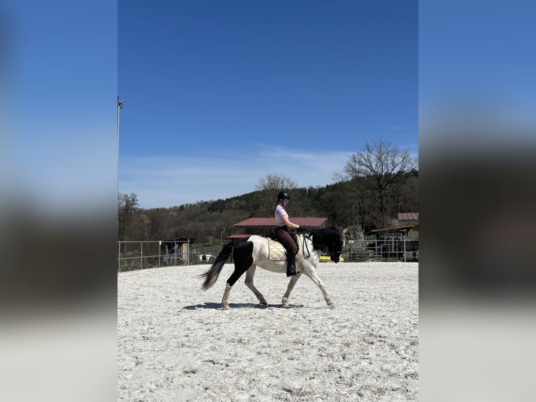 Cavallo sportivo irlandese Mix Giumenta 13 Anni 152 cm Pezzato in Kulmbach