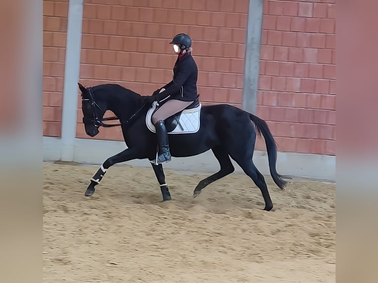 Cavallo sportivo irlandese Giumenta 13 Anni 162 cm Morello in Lage