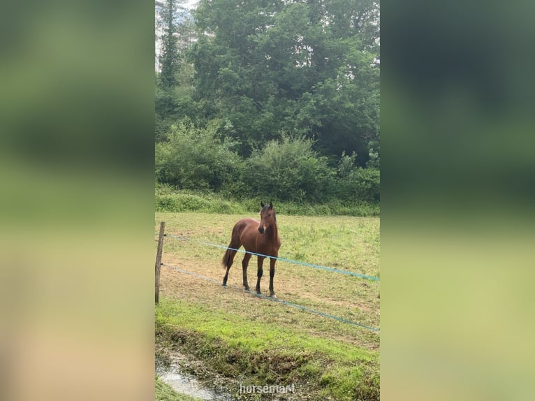 Cavallo sportivo irlandese Giumenta 13 Anni 163 cm Grigio in Monguilhem
