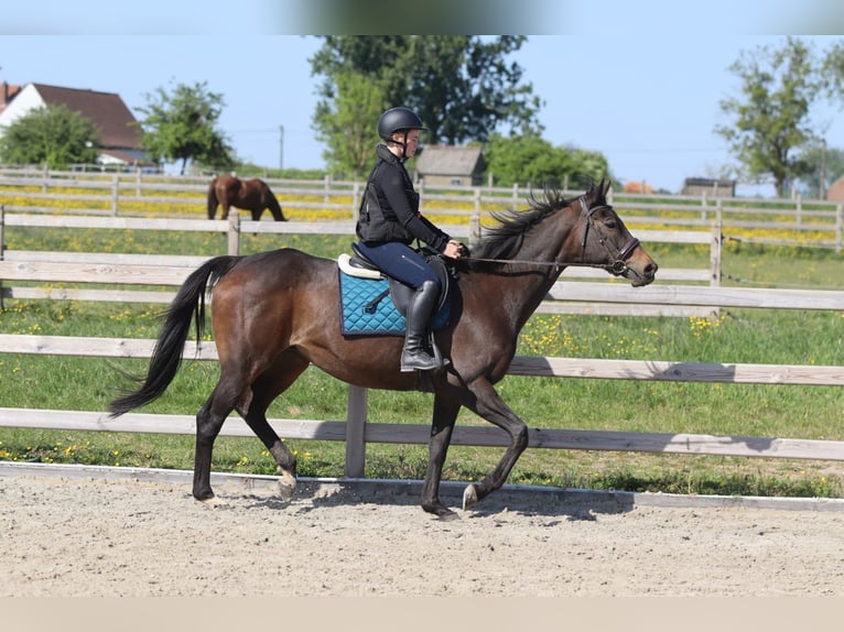 Cavallo sportivo irlandese Giumenta 13 Anni 165 cm Baio nero in Bogaarden