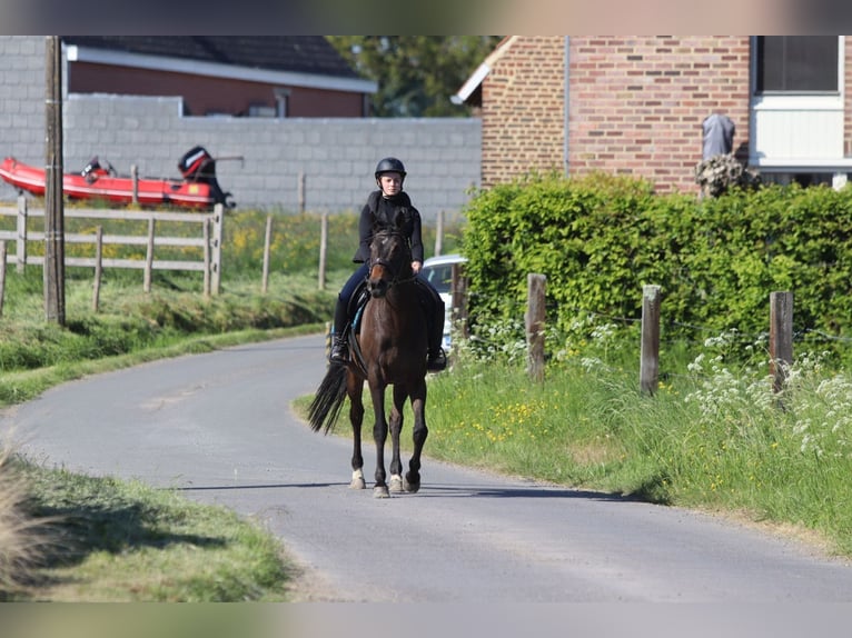 Cavallo sportivo irlandese Giumenta 13 Anni 165 cm Baio nero in Bogaarden