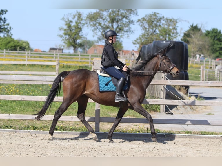 Cavallo sportivo irlandese Giumenta 13 Anni 165 cm Baio nero in Bogaarden