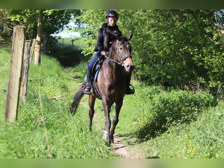 Cavallo sportivo irlandese Giumenta 13 Anni 165 cm Baio nero in Bogaarden