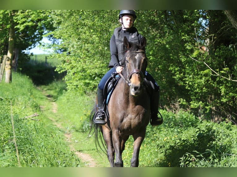 Cavallo sportivo irlandese Giumenta 13 Anni 165 cm Baio nero in Bogaarden