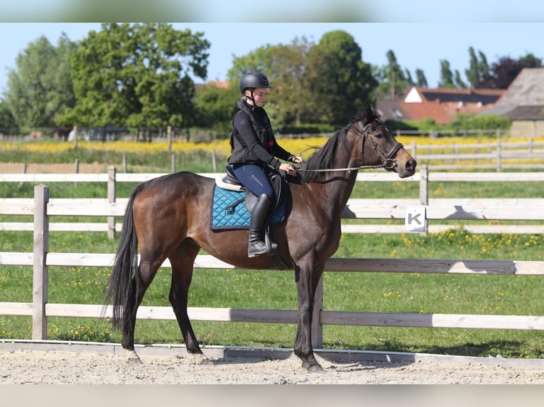 Cavallo sportivo irlandese Giumenta 13 Anni 165 cm Baio nero in Bogaarden
