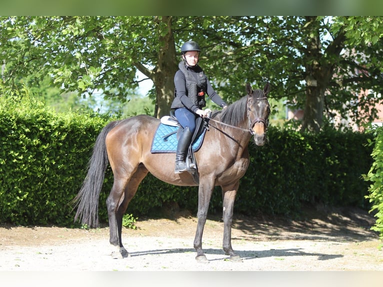 Cavallo sportivo irlandese Giumenta 13 Anni 165 cm Baio nero in Bogaarden
