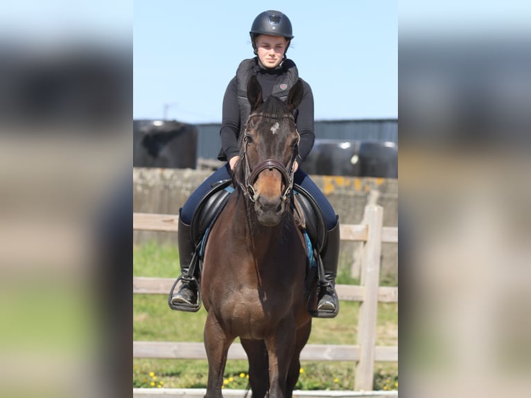 Cavallo sportivo irlandese Giumenta 13 Anni 165 cm Baio nero in Bogaarden