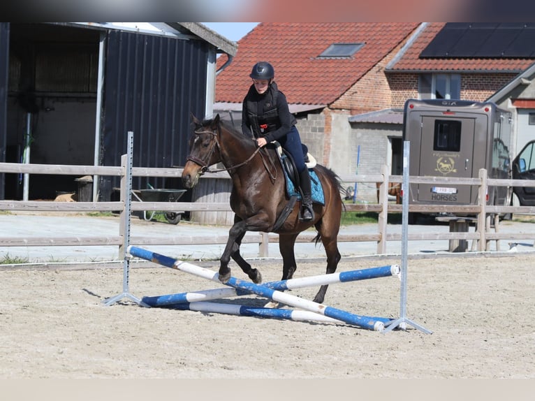 Cavallo sportivo irlandese Giumenta 13 Anni 165 cm Baio nero in Bogaarden