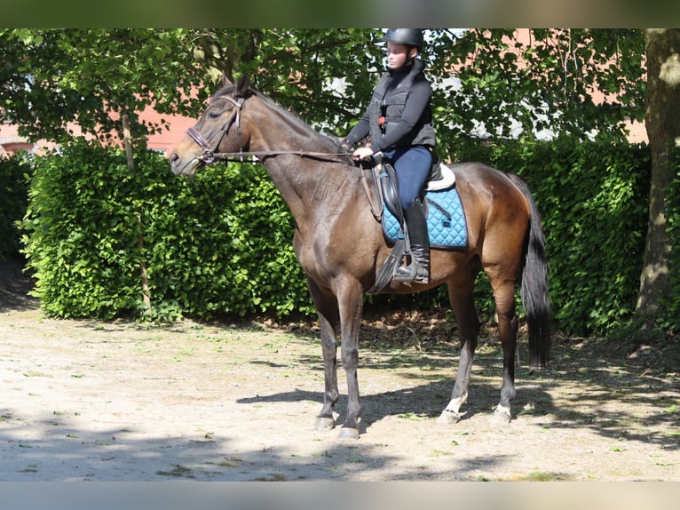 Cavallo sportivo irlandese Giumenta 13 Anni 165 cm Baio nero in Bogaarden