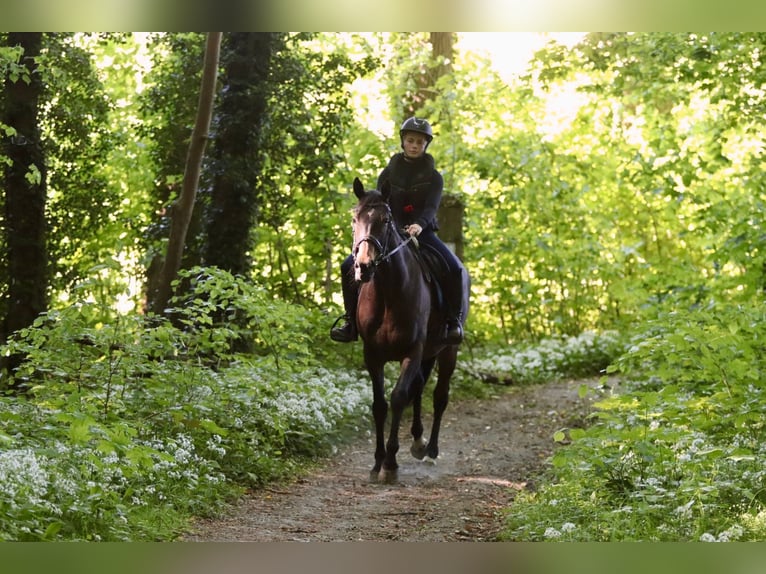 Cavallo sportivo irlandese Giumenta 13 Anni 165 cm Baio nero in Bogaarden