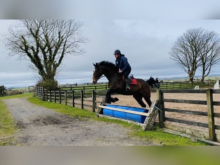 Cavallo sportivo irlandese Giumenta 13 Anni 175 cm Baio ciliegia in Sligo