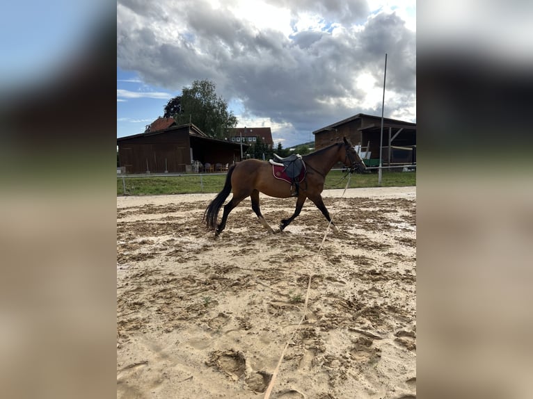 Cavallo sportivo irlandese Giumenta 14 Anni 160 cm Baio in Ebsdorfergrund
