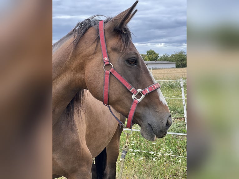 Cavallo sportivo irlandese Giumenta 14 Anni 160 cm  in Ebsdorfergrund