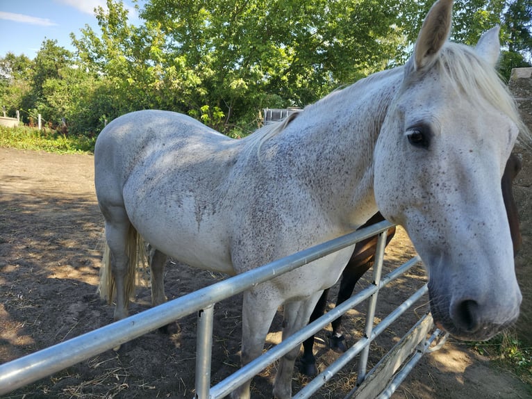 Cavallo sportivo irlandese Giumenta 14 Anni 162 cm Leardo in Oebisfelde-Lockstedt Cavallo sportivo irlandese Giumenta 14 Anni 162 cm Leardo in Oebisfelde-Lockstedt