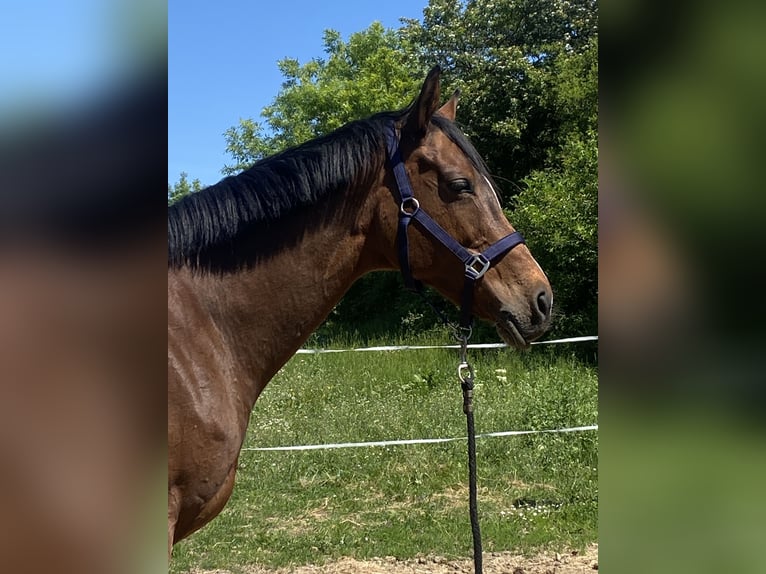 Cavallo sportivo irlandese Giumenta 14 Anni 165 cm Baio in Würzburg