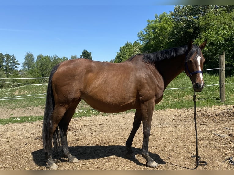 Cavallo sportivo irlandese Giumenta 14 Anni 165 cm Baio in Würzburg