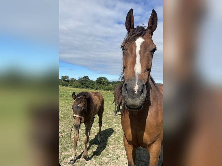 Cavallo sportivo irlandese Giumenta 14 Anni 165 cm Baio in Würzburg