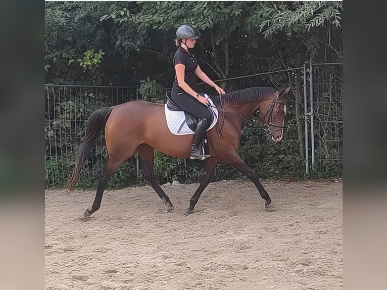 Cavallo sportivo irlandese Giumenta 14 Anni 165 cm Baio in Blomberg