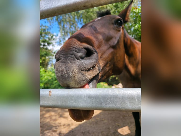 Cavallo sportivo irlandese Giumenta 14 Anni in Oebisfelde-Lockstedt