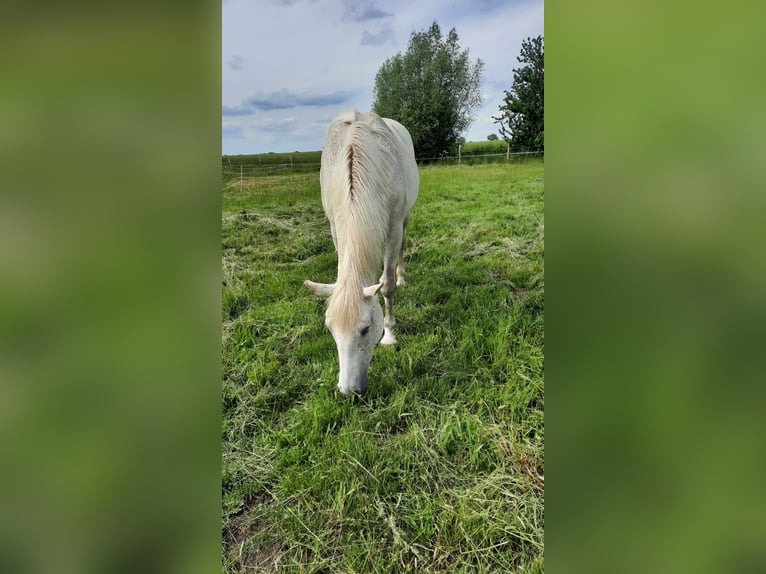 Cavallo sportivo irlandese Giumenta 14 Anni in Oebisfelde-Lockstedt
