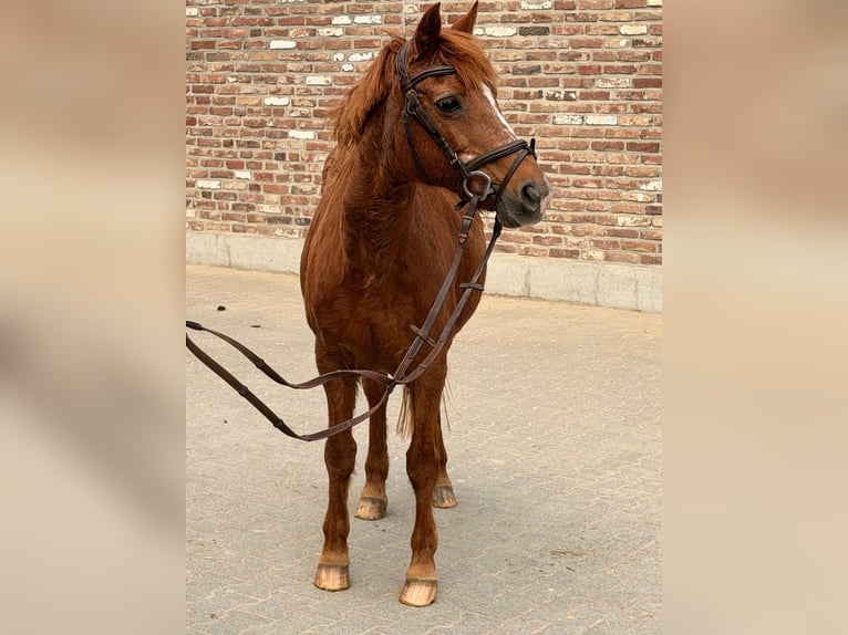 Cavallo sportivo irlandese Giumenta 15 Anni 137 cm Sauro in Grevenbroich