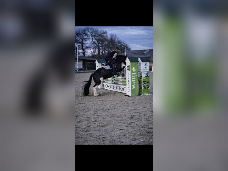 Cavallo sportivo irlandese Mix Giumenta 15 Anni 148 cm Baio nero in Hückelhoven