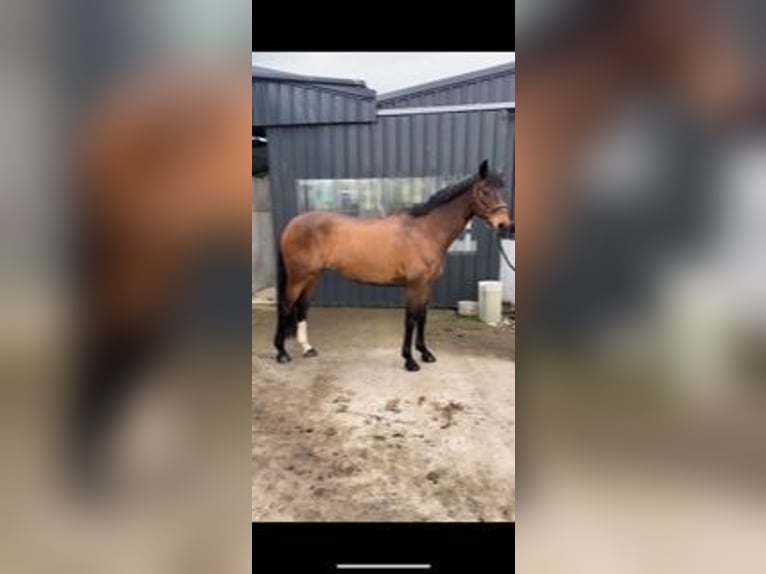 Cavallo sportivo irlandese Giumenta 15 Anni 152 cm Baio ciliegia in Kildare