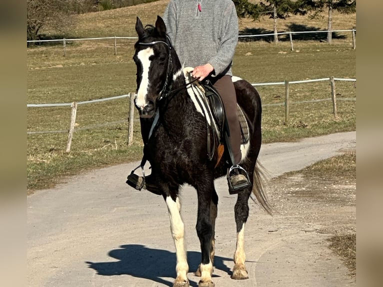 Cavallo sportivo irlandese Mix Giumenta 15 Anni 152 cm Pezzato in Hillesheim