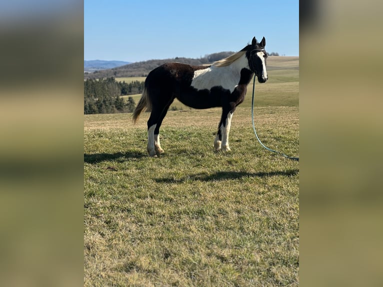 Cavallo sportivo irlandese Mix Giumenta 15 Anni 152 cm Pezzato in Hillesheim