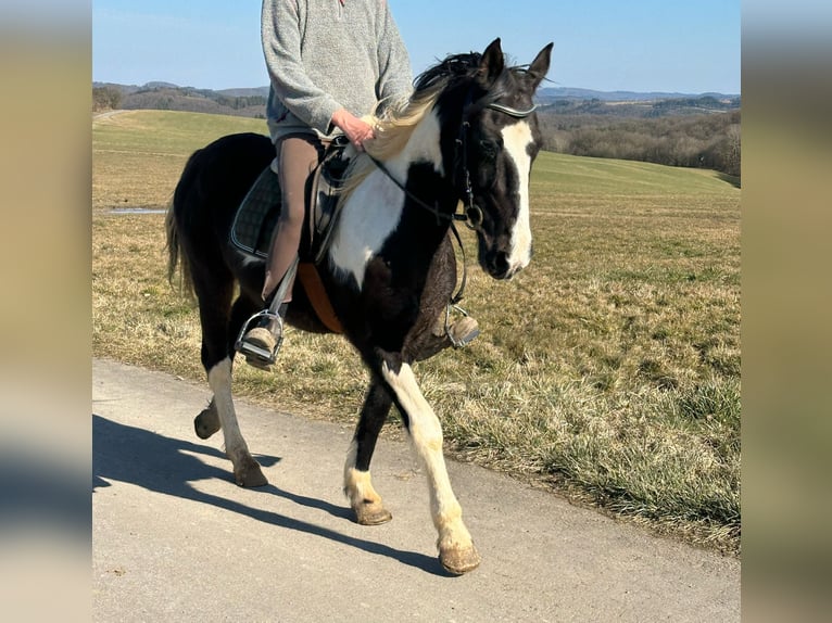 Cavallo sportivo irlandese Mix Giumenta 15 Anni 152 cm Pezzato in Hillesheim