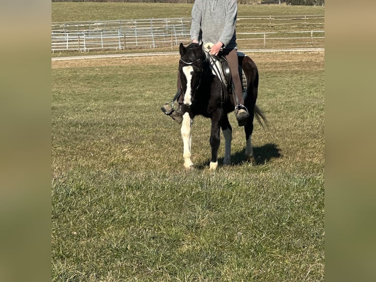 Cavallo sportivo irlandese Mix Giumenta 15 Anni 152 cm Pezzato in Hillesheim