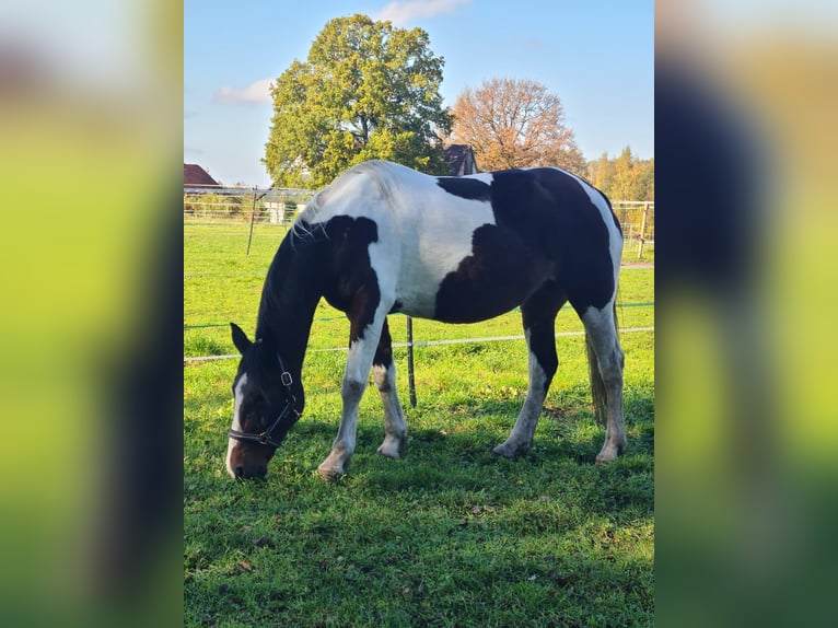 Cavallo sportivo irlandese Mix Giumenta 15 Anni 153 cm Pezzato in Sibbesse