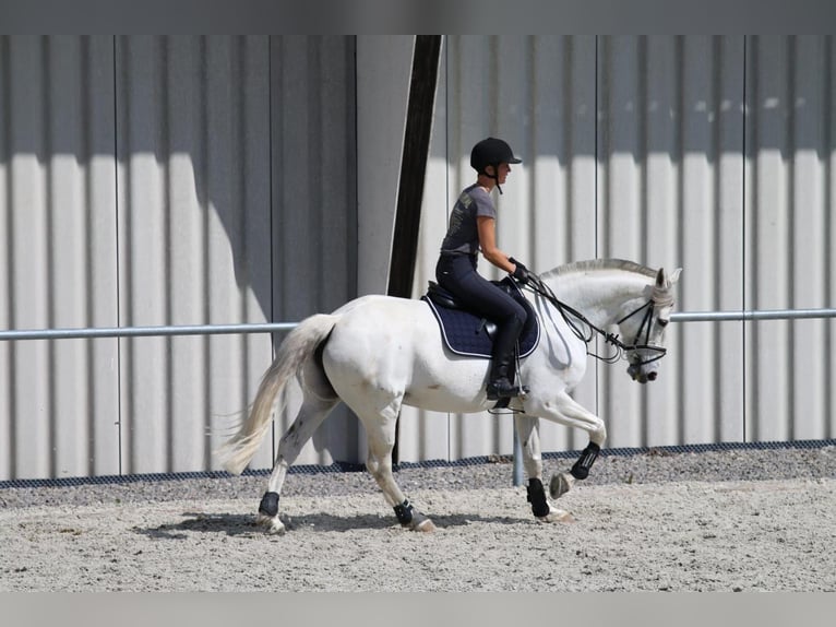 Cavallo sportivo irlandese Giumenta 15 Anni 157 cm Grigio in Leonberg