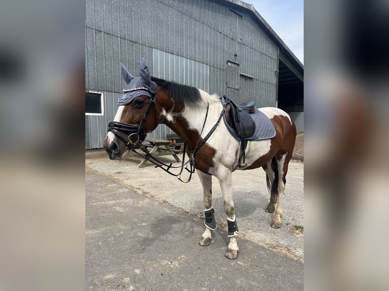 Cavallo sportivo irlandese Giumenta 15 Anni 157 cm Pezzato in Heide