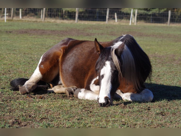 Cavallo sportivo irlandese Giumenta 15 Anni 160 cm in Ribbesbüttel