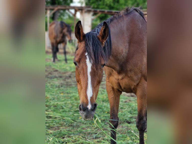 Cavallo sportivo irlandese Giumenta 15 Anni 162 cm Baio in Mühlhausen