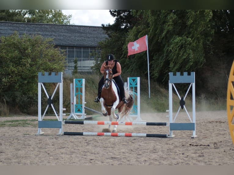 Cavallo sportivo irlandese Giumenta 15 Anni 165 cm Pezzato in Peine Cavallo sportivo irlandese Giumenta 15 Anni 165 cm Pezzato in Peine
