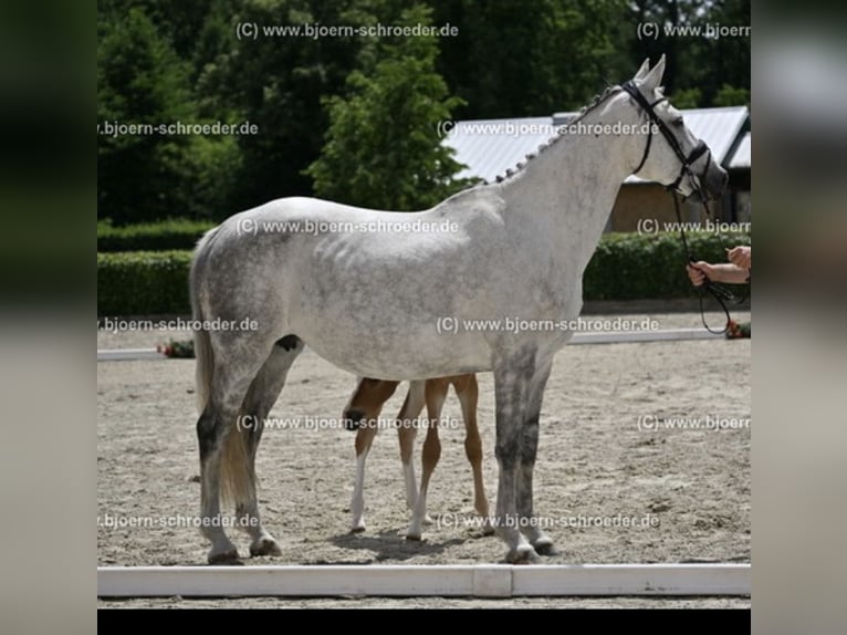 Cavallo sportivo irlandese Giumenta 15 Anni 167 cm Grigio in Mönchengladbach