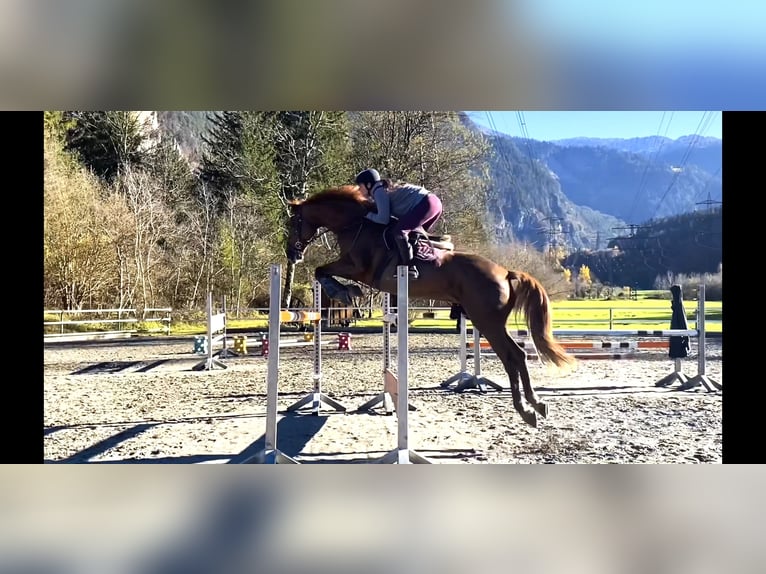 Cavallo sportivo irlandese Giumenta 15 Anni 167 cm Sauro scuro in Schlins