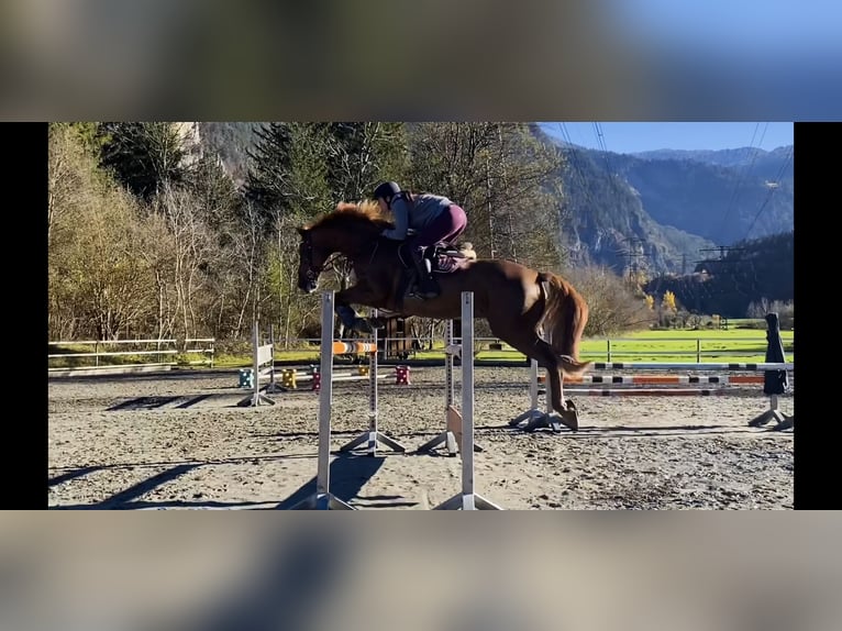Cavallo sportivo irlandese Giumenta 15 Anni 167 cm Sauro scuro in Schlins