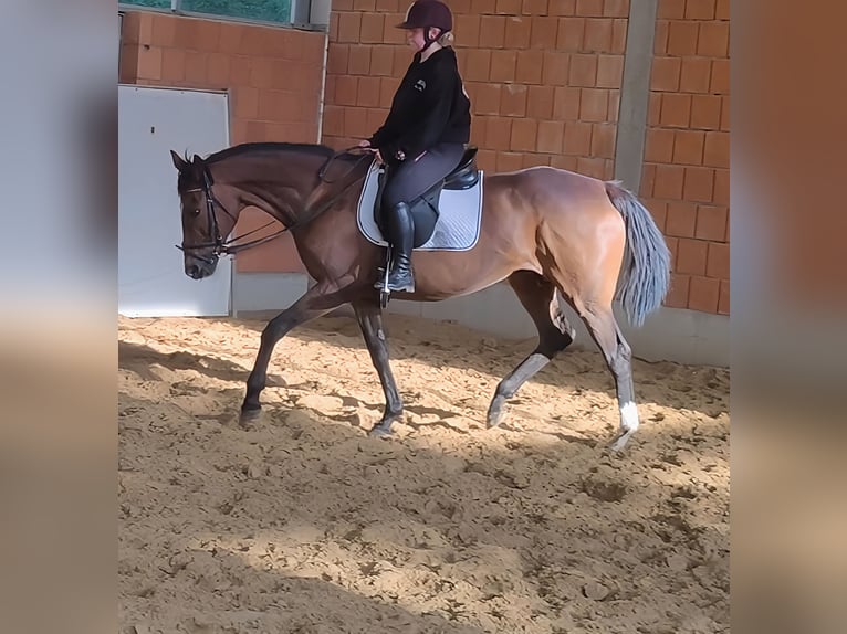 Cavallo sportivo irlandese Giumenta 15 Anni 168 cm Baio in Lage Cavallo sportivo irlandese Giumenta 15 Anni 168 cm Baio in Lage