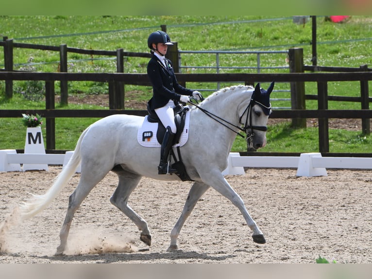 Cavallo sportivo irlandese Giumenta 15 Anni 168 cm Grigio in Carlow