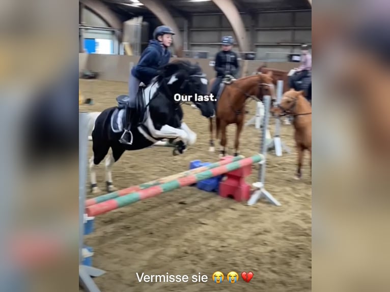 Cavallo sportivo irlandese Giumenta 16 Anni 143 cm Pezzato in Adelsheim