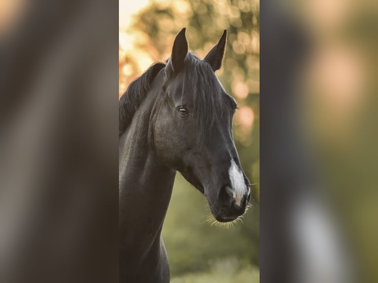 Cavallo sportivo irlandese Giumenta 16 Anni 152 cm Morello in Zuienkerke