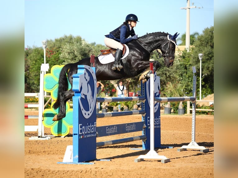 Cavallo sportivo irlandese Giumenta 16 Anni 160 cm Baio nero in Qormi